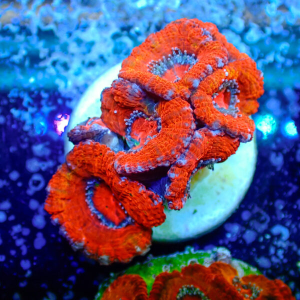 TC Micromussa lordhowensis Orange & Red - Imagen 2