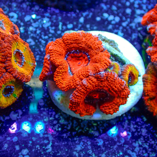 TC Micromussa lordhowensis Orange & Red - Imagen 2