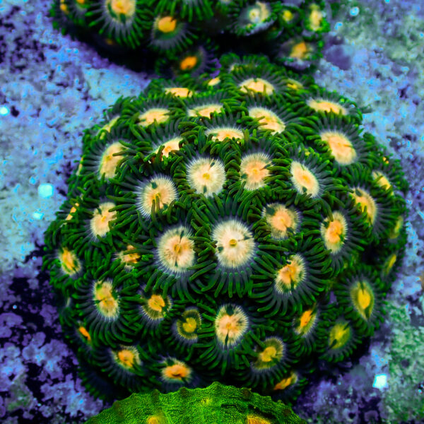 TC Zoanthus Gorilla Niples colonia - Imagen 2