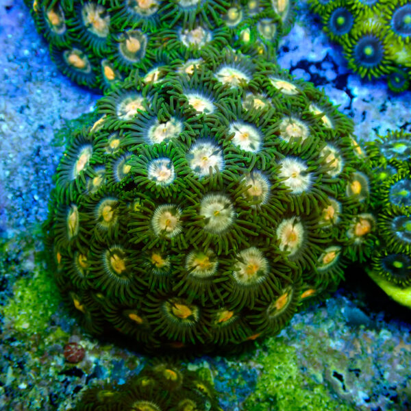 TC Zoanthus Gorilla Niples colonia - Imagen 2