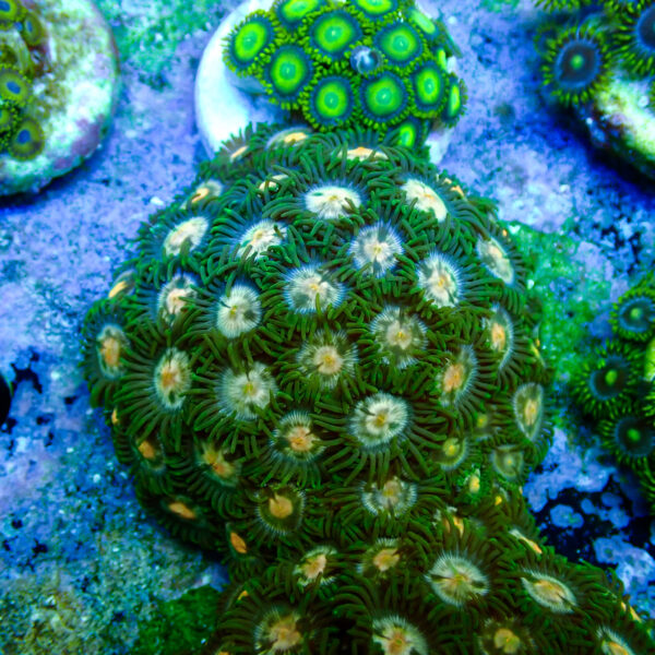 TC Zoanthus Gorilla Niples colonia - Imagen 2
