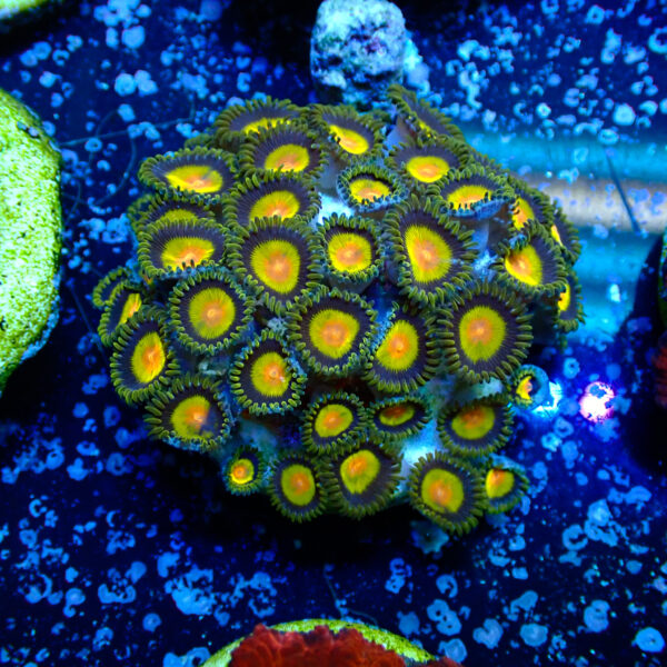 TC Zoanthus Tutti Frutti colonia - Imagen 2
