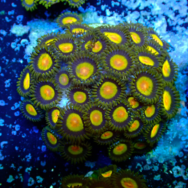 TC Zoanthus Tutti Frutti colonia - Imagen 2