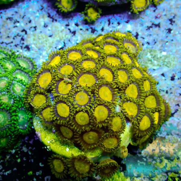 TC Zoanthus King Midas colonia - Imagen 2