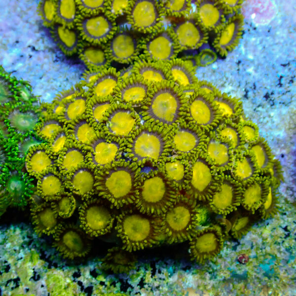 TC Zoanthus King Midas - Imagen 2