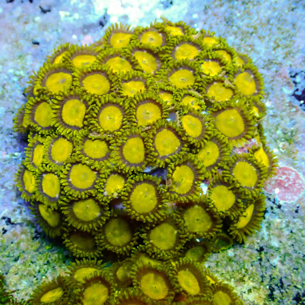 TC Zoanthus King Midas colonia - Imagen 2
