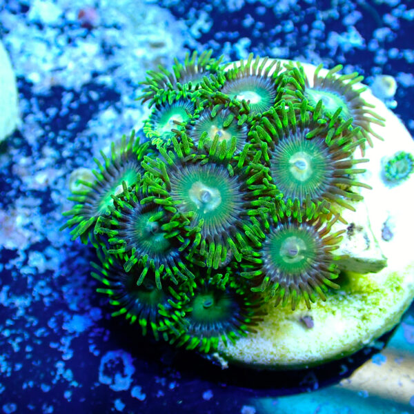 TC Zoanthus Tropical Emeralds - Imagen 2