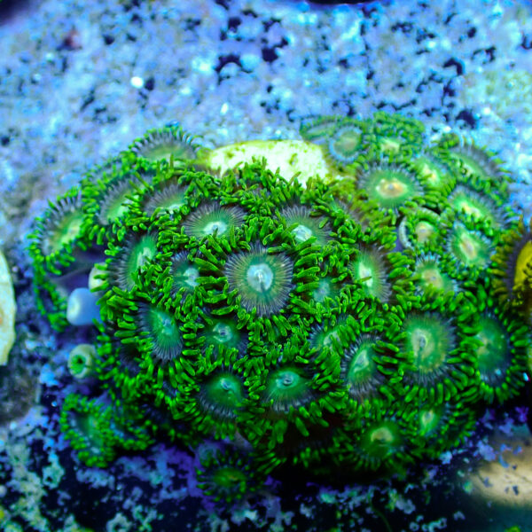 TC Zoanthus Tropical Emeralds frag XL - Imagen 2