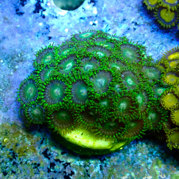 TC Zoanthus Tropical Emeralds frag XL - Imagen 2