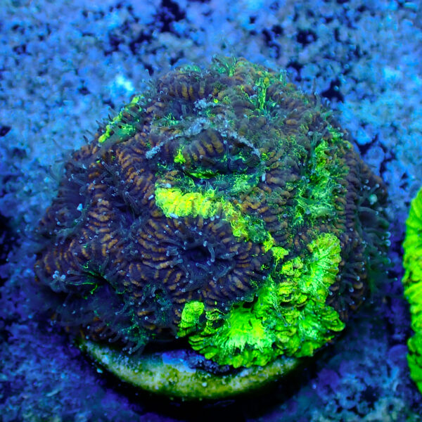 TC Favia Toxic Spill mini colonia - Imagen 2