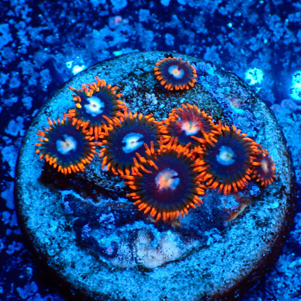 TC Zoanthus Fire & Ice