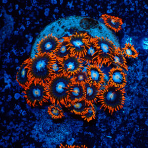 TC Zoanthus Fire & Ice