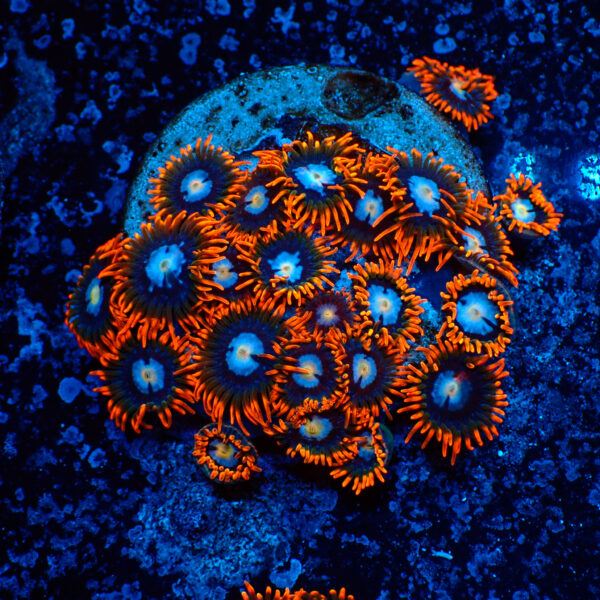 TC Zoanthus Fire & Ice