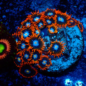 TC Zoanthus Fire & Ice