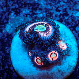 TC Zoanthus Ice Phantom