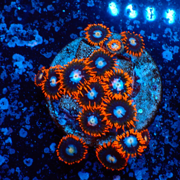 TC Zoanthus Fire & Ice