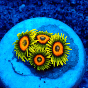 TC Zoanthus Super Sunflower
