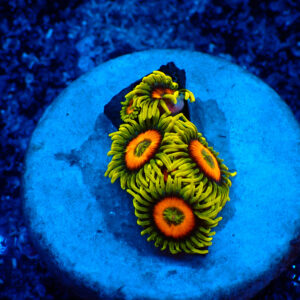 TC Zoanthus Super Sunflower