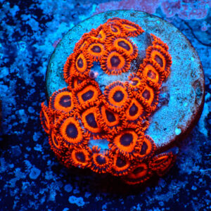 TC Zoanthus Kedd´s Reds colonia