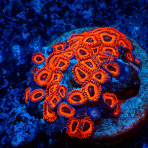 TC Zoanthus Kedd´s Reds colonia