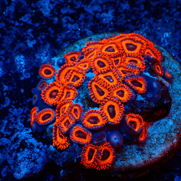 TC Zoanthus Kedd´s Reds colonia