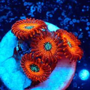 TC Zoanthus Red Magicians