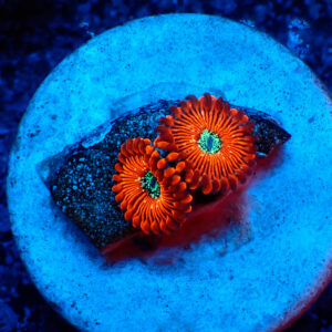 TC Zoanthus Red Magician