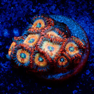 TC Zoanthus Seductions