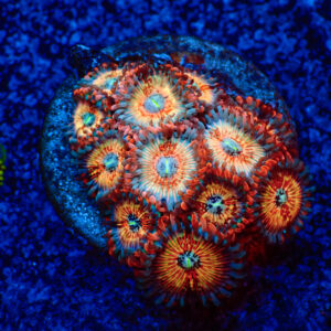TC Zoanthus Seductions