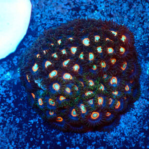 TC Zoanthus UFO colonia