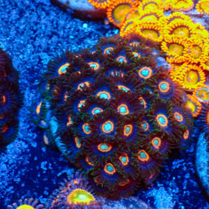 TC Zoanthus UFO