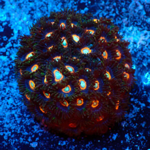 TC Zoanthus UFO colonia