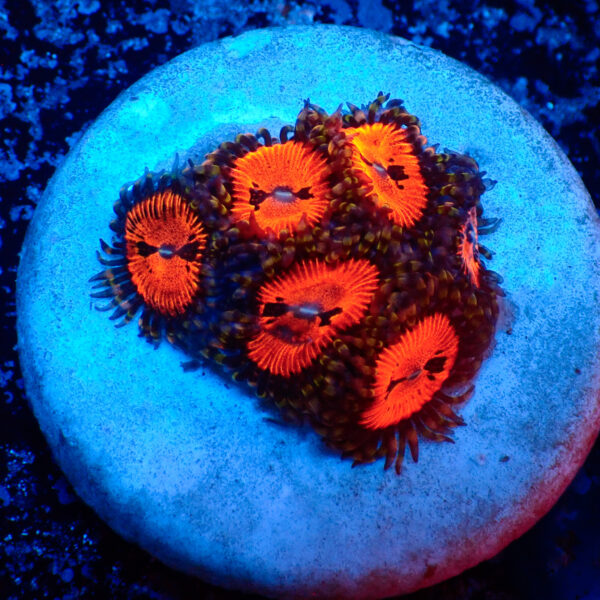 TC Zoanthus Bloodsucker