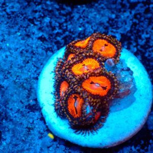 TC Zoanthus Bloodsucker
