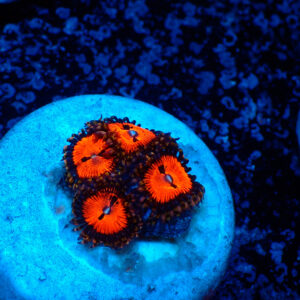 TC Zoanthus Bloodsucker