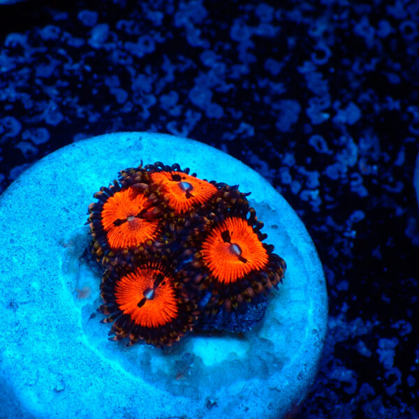 TC Zoanthus Bloodsucker