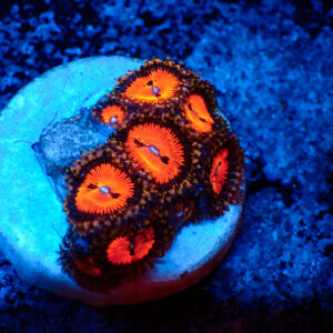 TC Zoanthus Bloodsucker