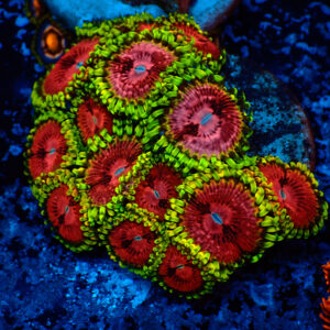 TC Zoanthus Fake Lime Chilli mini colonia