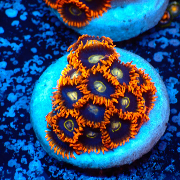 TC Zoanthus Rainbow Hornets