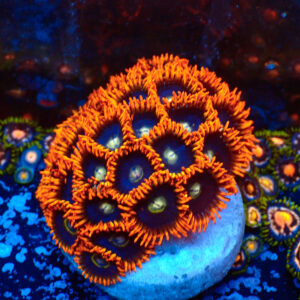 TC Zoanthus Rainbow Hornets mini colonia