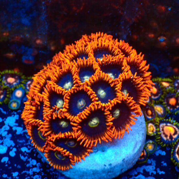 TC Zoanthus Rainbow Hornets mini colonia