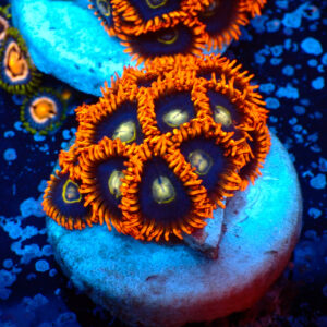 TC Zoanthus Rainbow Hornets