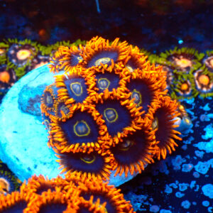TC Zoanthus Rainbow Hornets