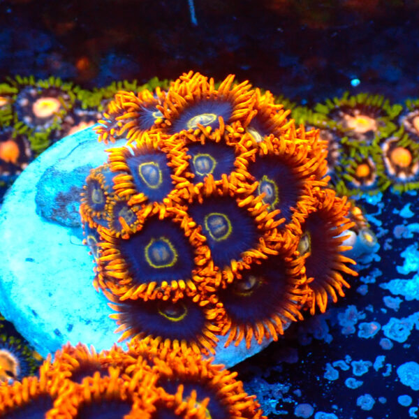 TC Zoanthus Rainbow Hornets