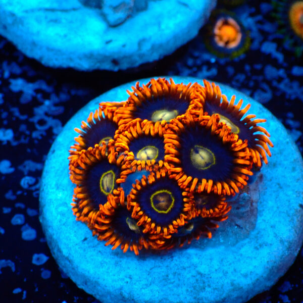 TC Zoanthus Rainbow Hornets