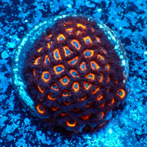 TC Zoanthus Johnny Pumpking Seeds
