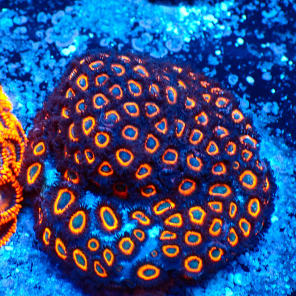 TC Zoanthus Johnny Pumpking Seeds colçonia