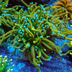 TC Euphyllia glabrecens Holy Guacamole triple cabeza