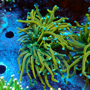 TC Euphyllia glabrecens Holy Guacamole