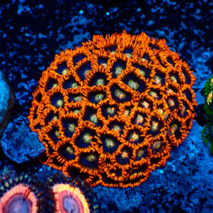TC Zoanthus Rainbow Hornets colonia